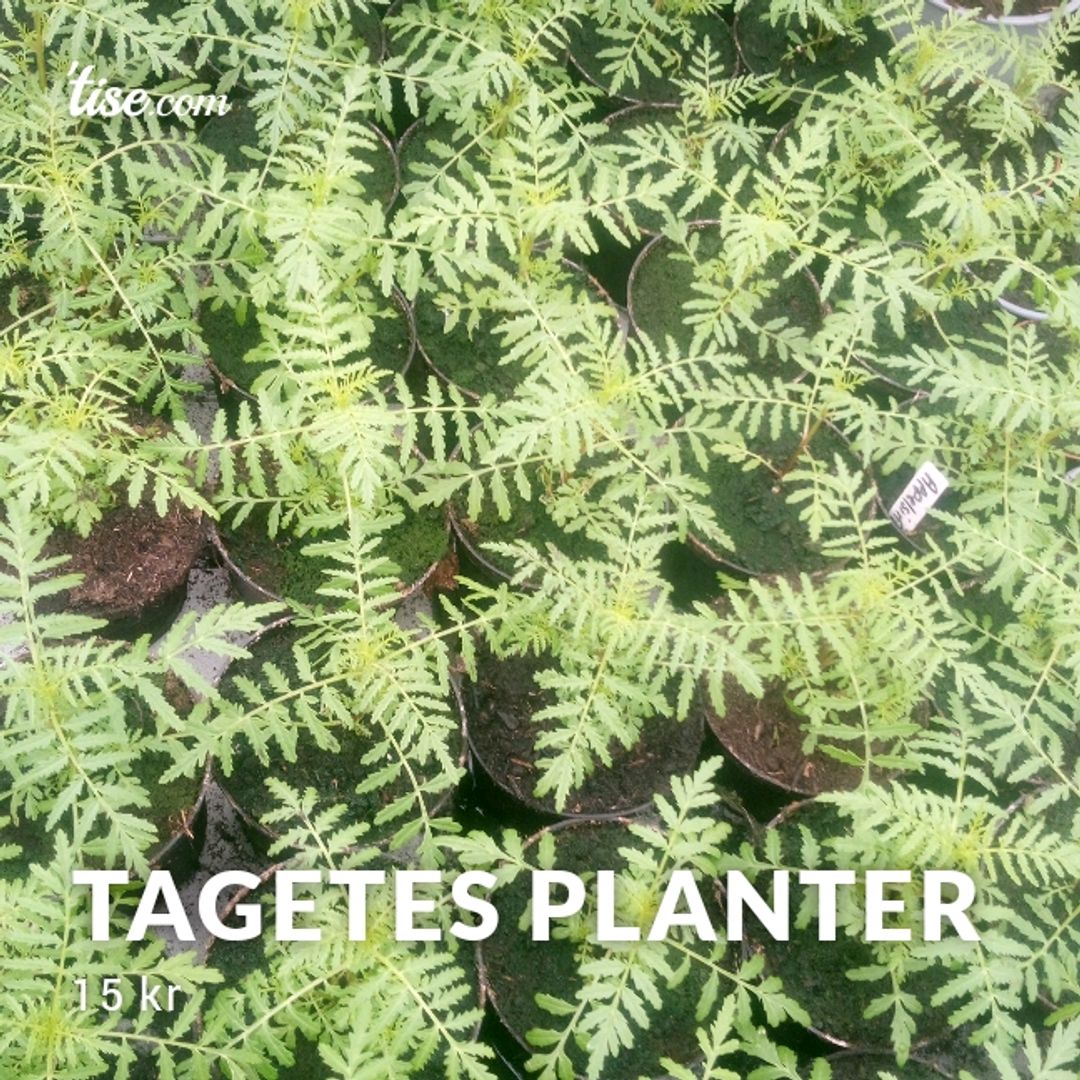 Tagetes Planter