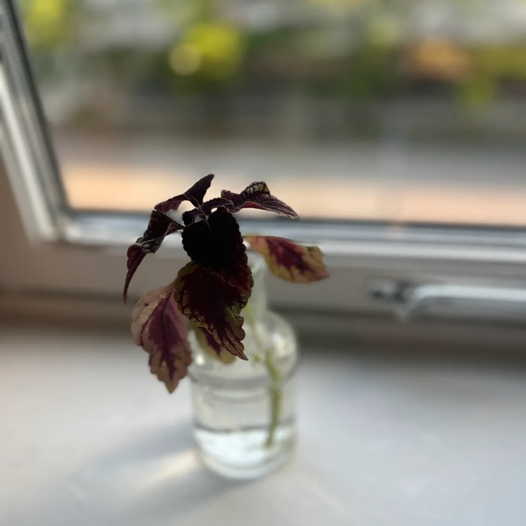 Stikling Coleus