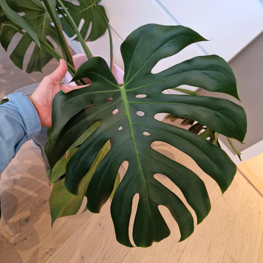 Monstera Stikling