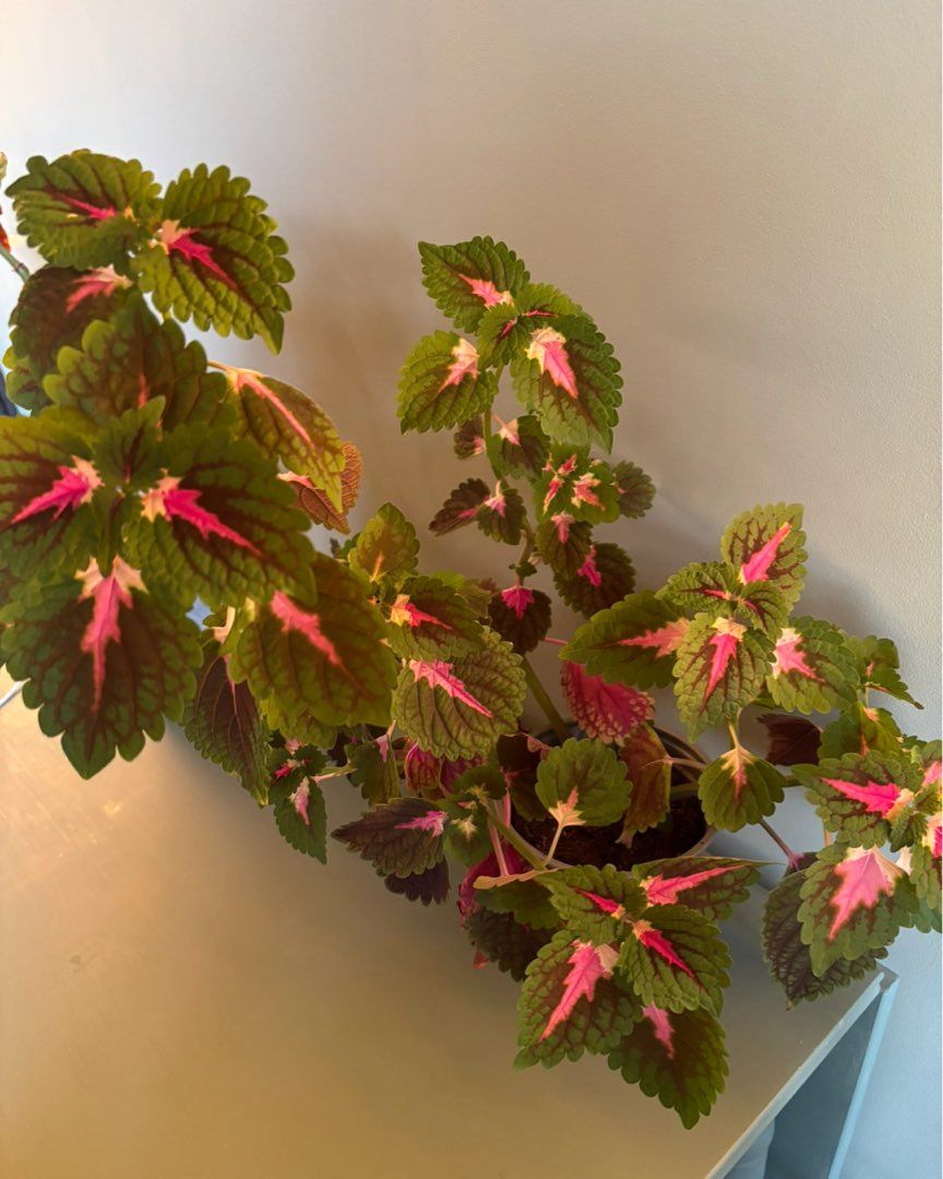 Coleus