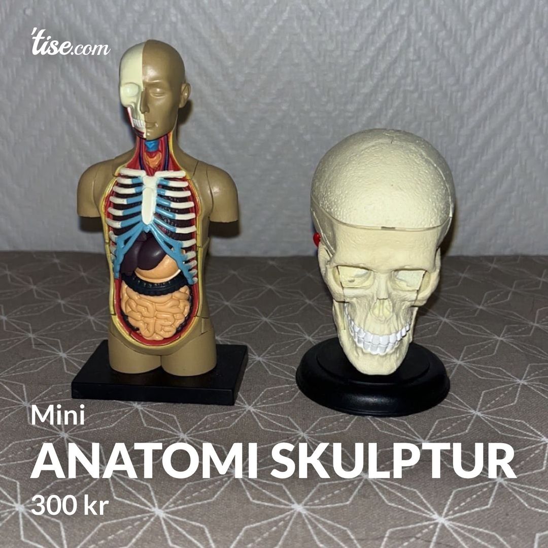 Anatomi skulptur