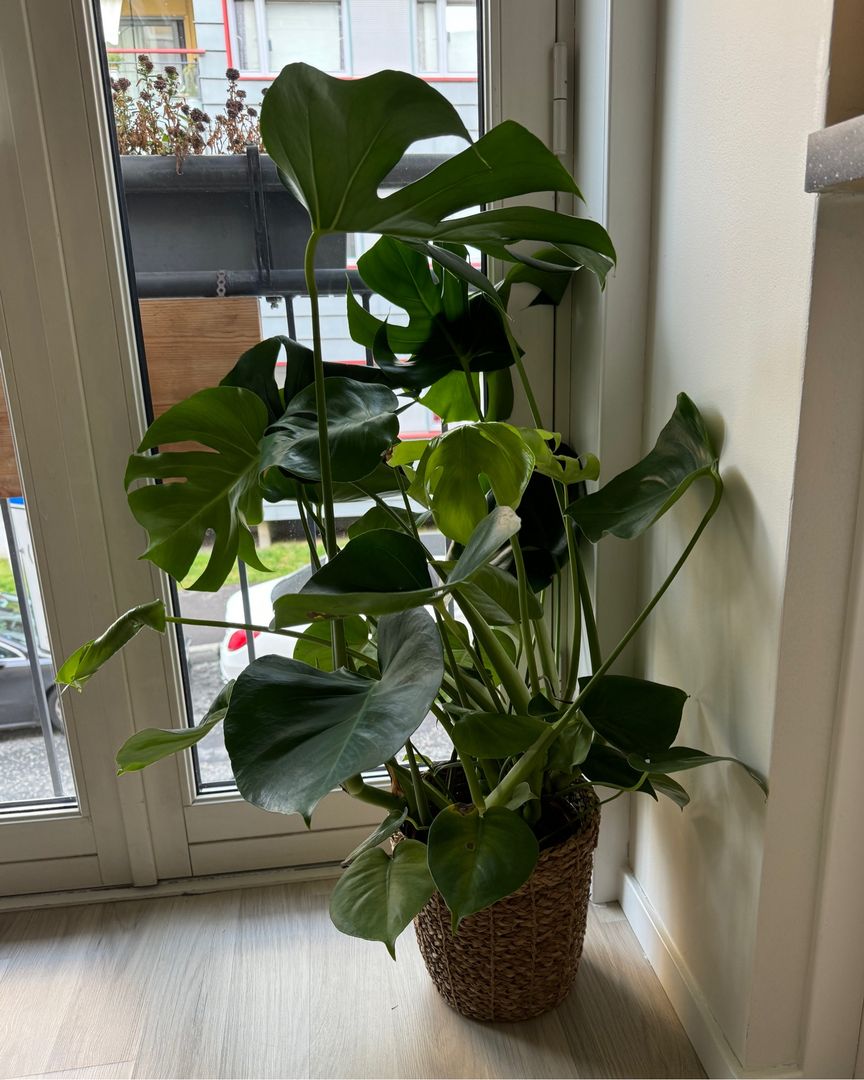 Monstera plante