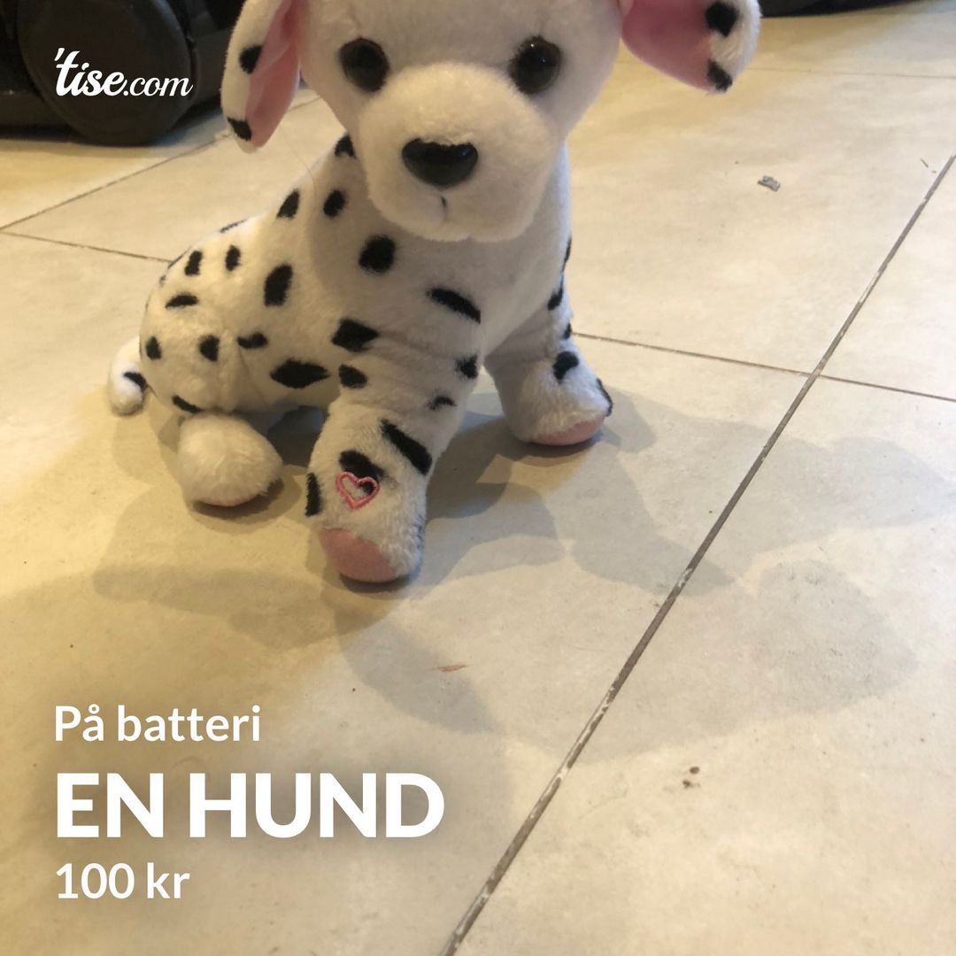 En hund