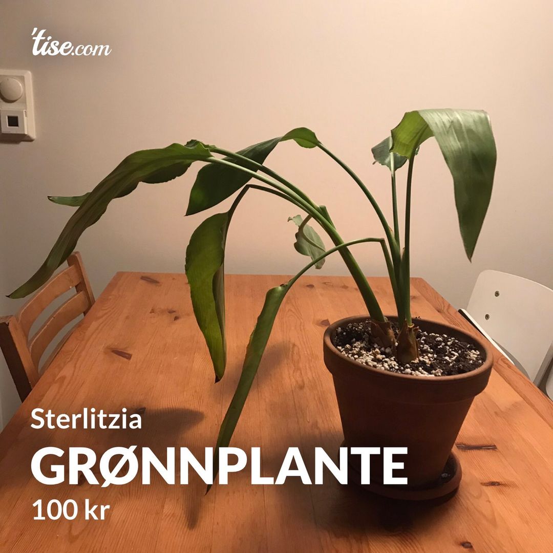 Grønnplante