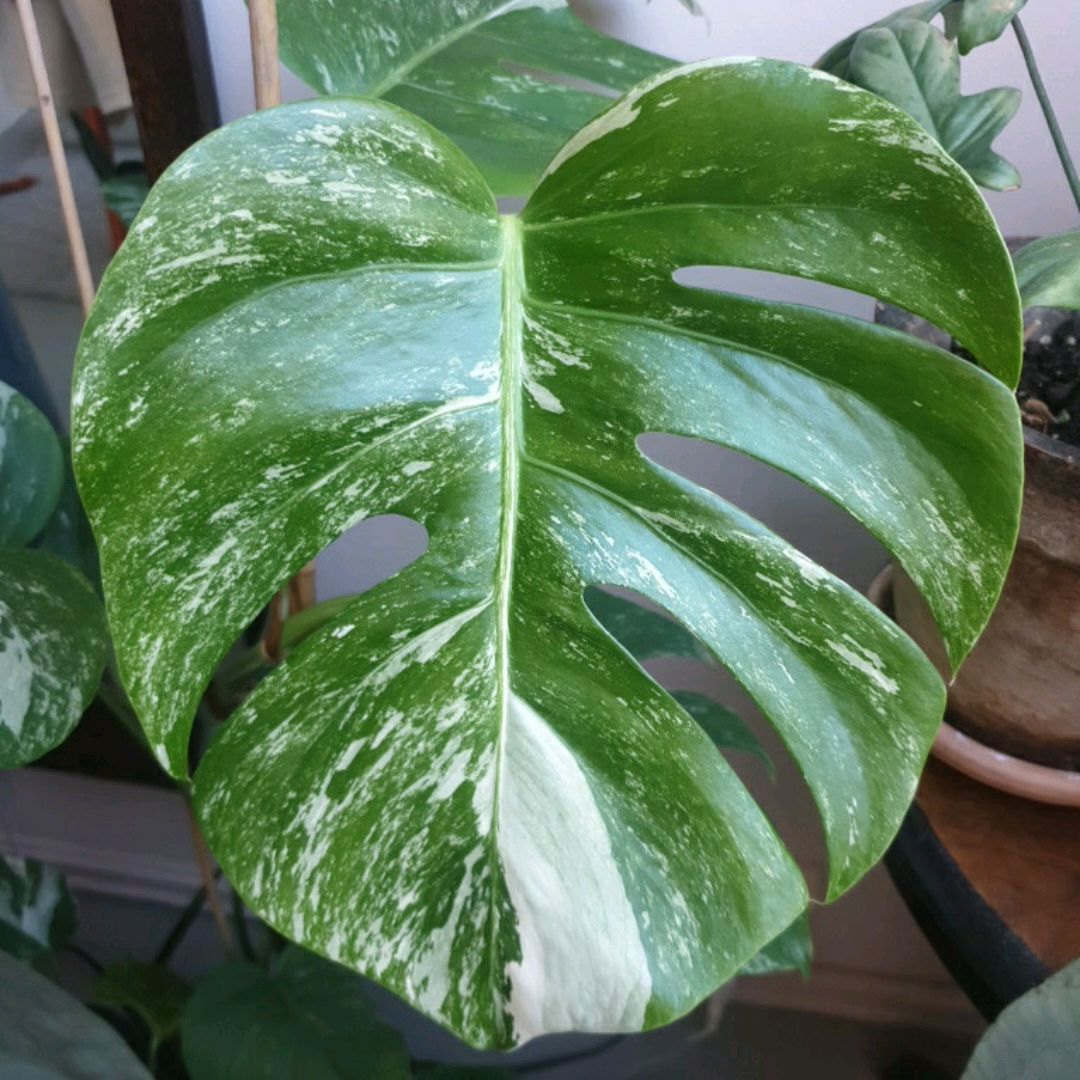 Monstera Veriegata