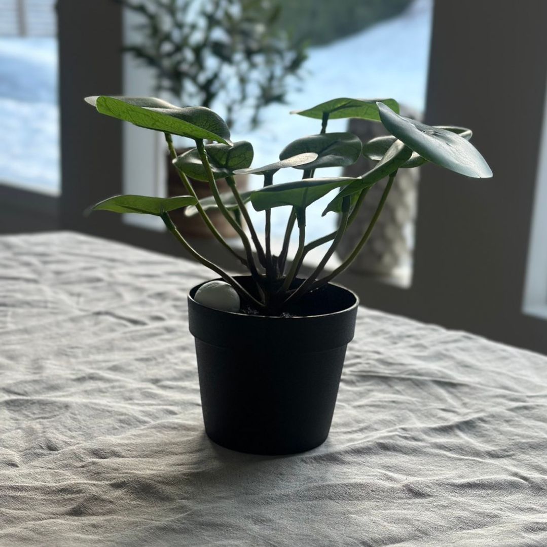 Pilea plante