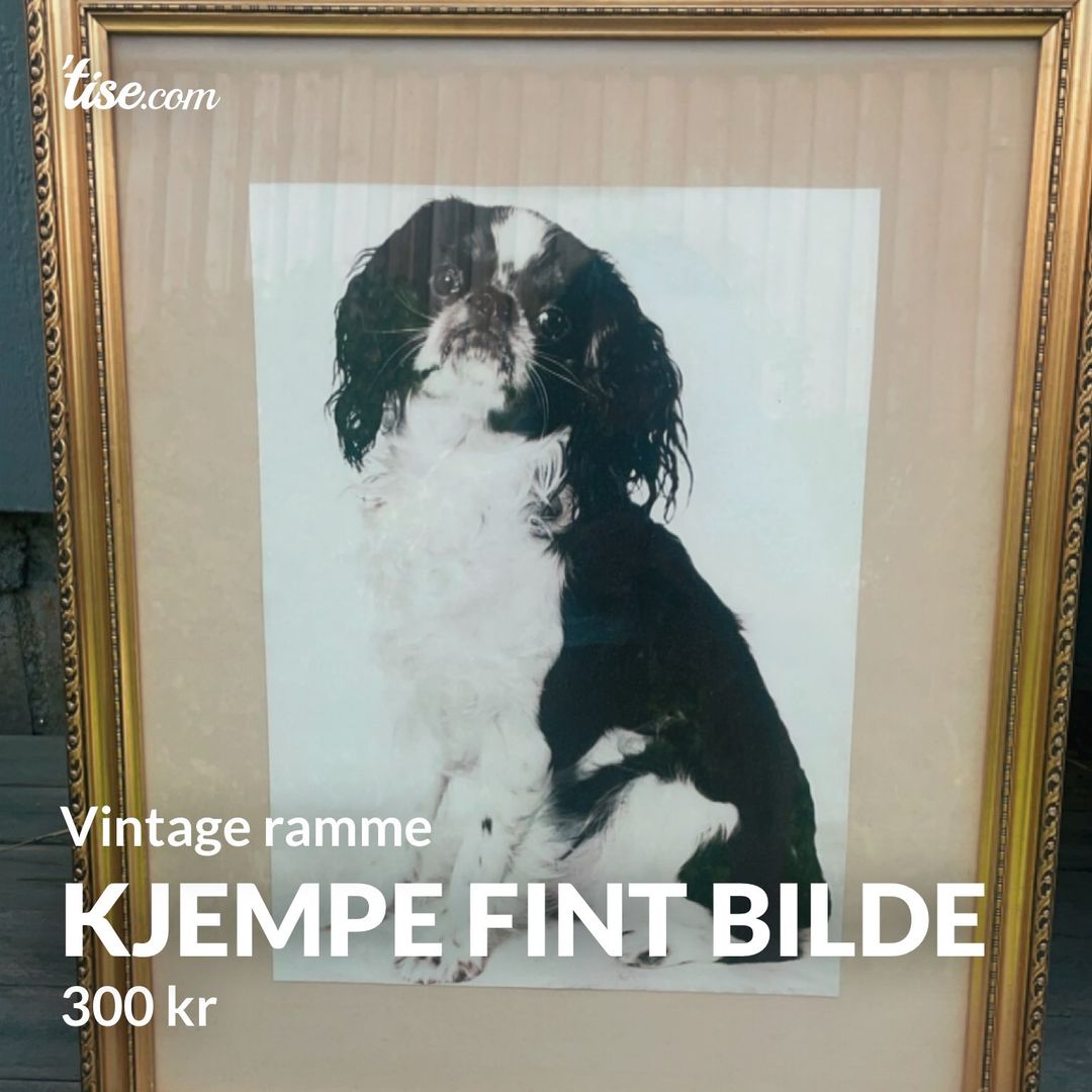 Kjempe fint bilde