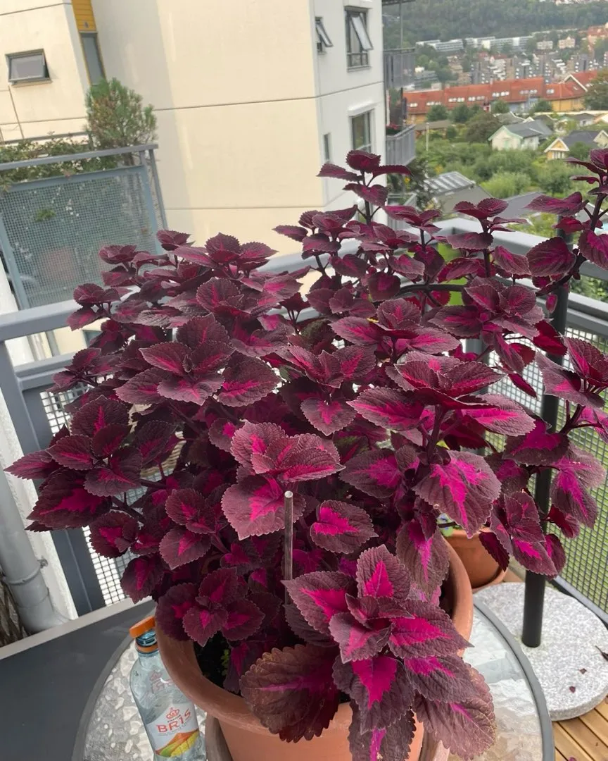 Stor coleus