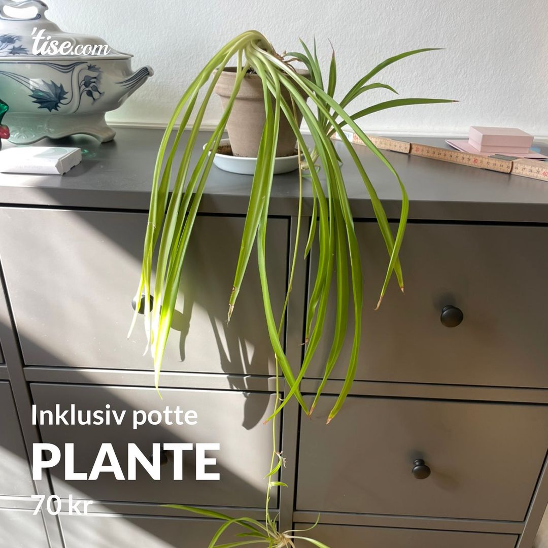 Plante