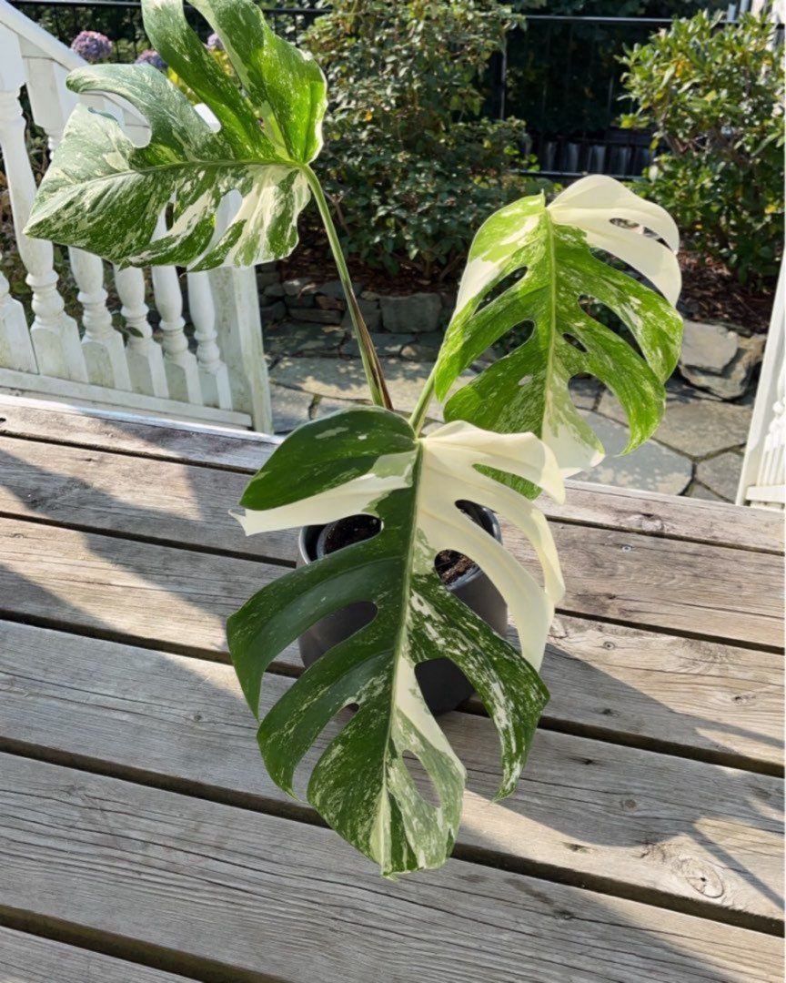 Monstera variegata