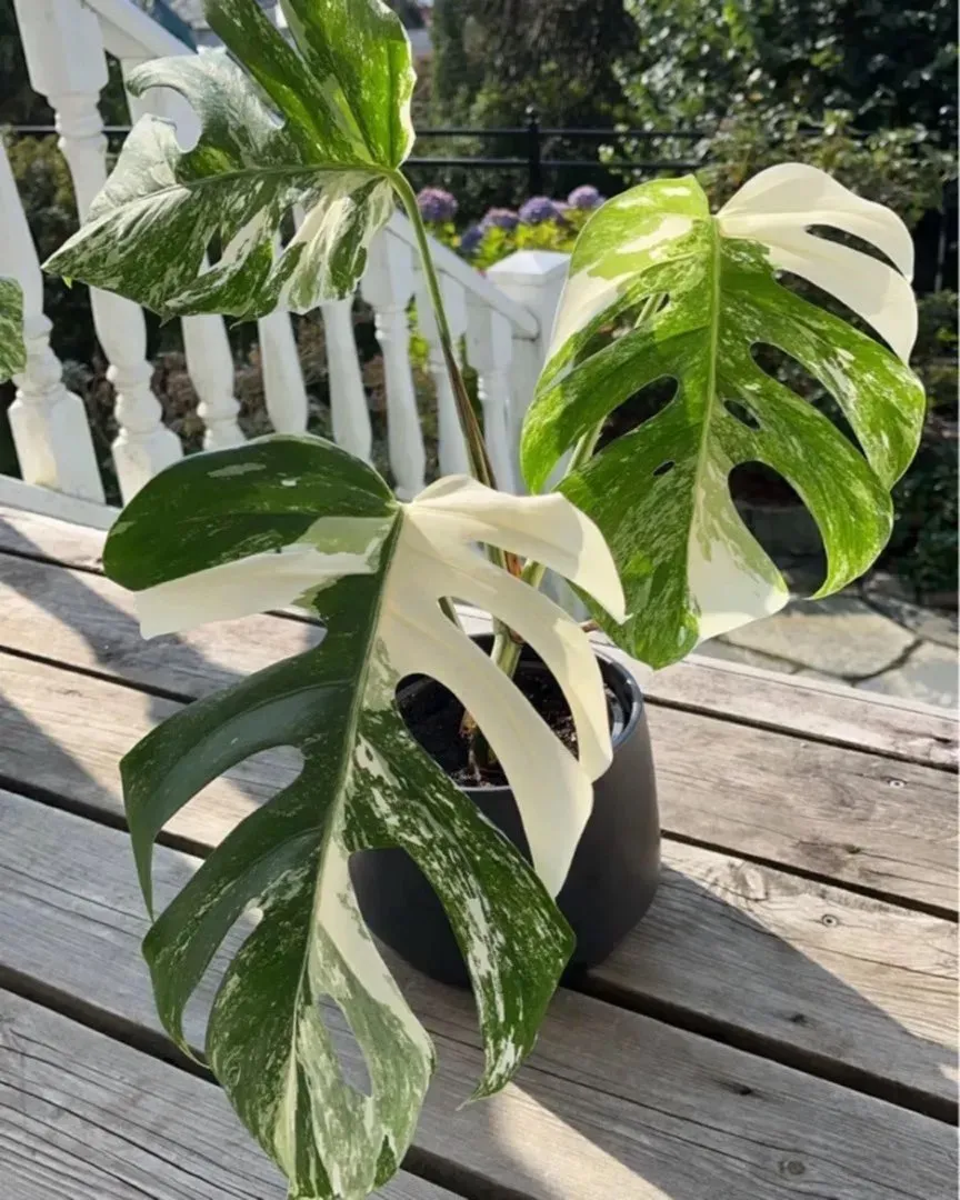 Monstera variegata