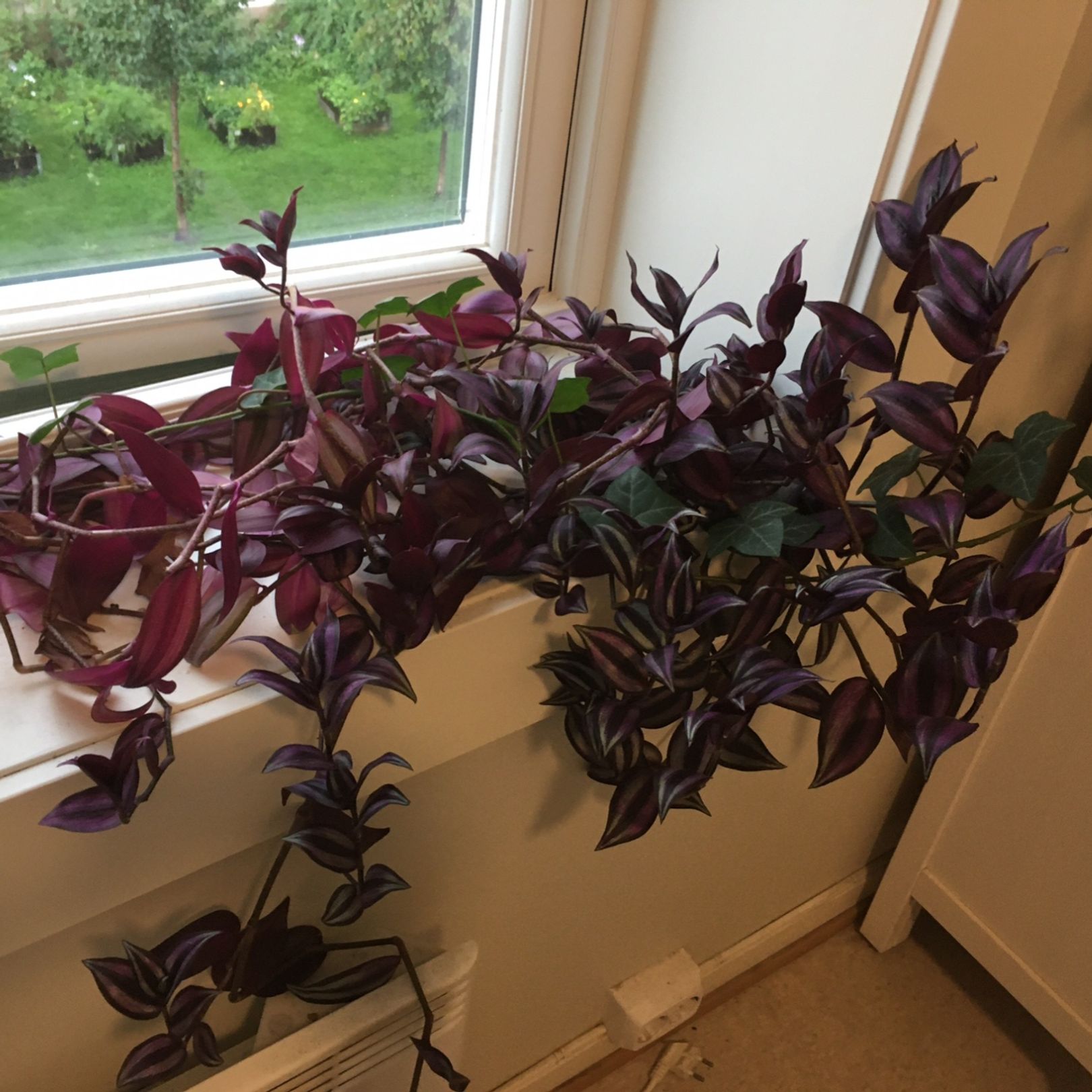 Tradescantia