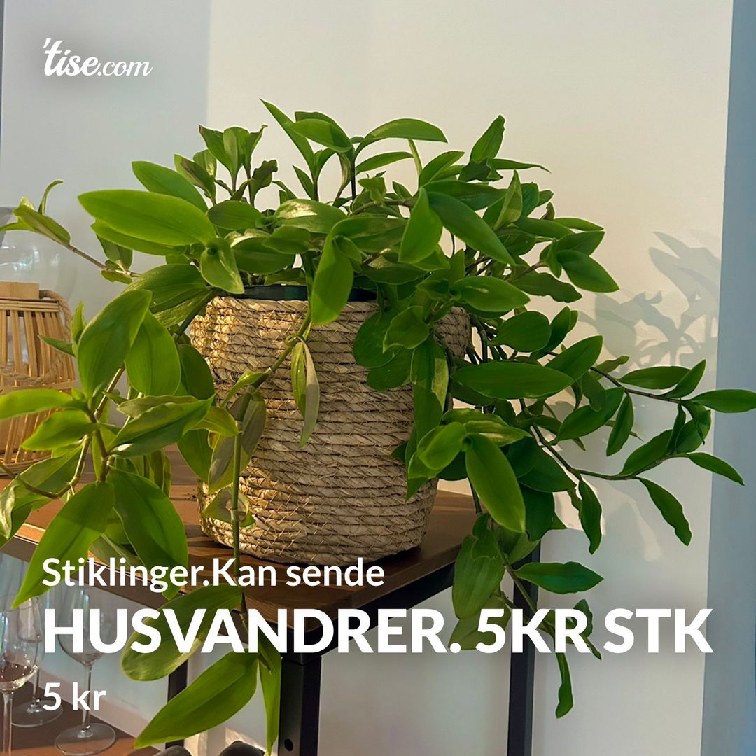 Husvandrer 5kr stk