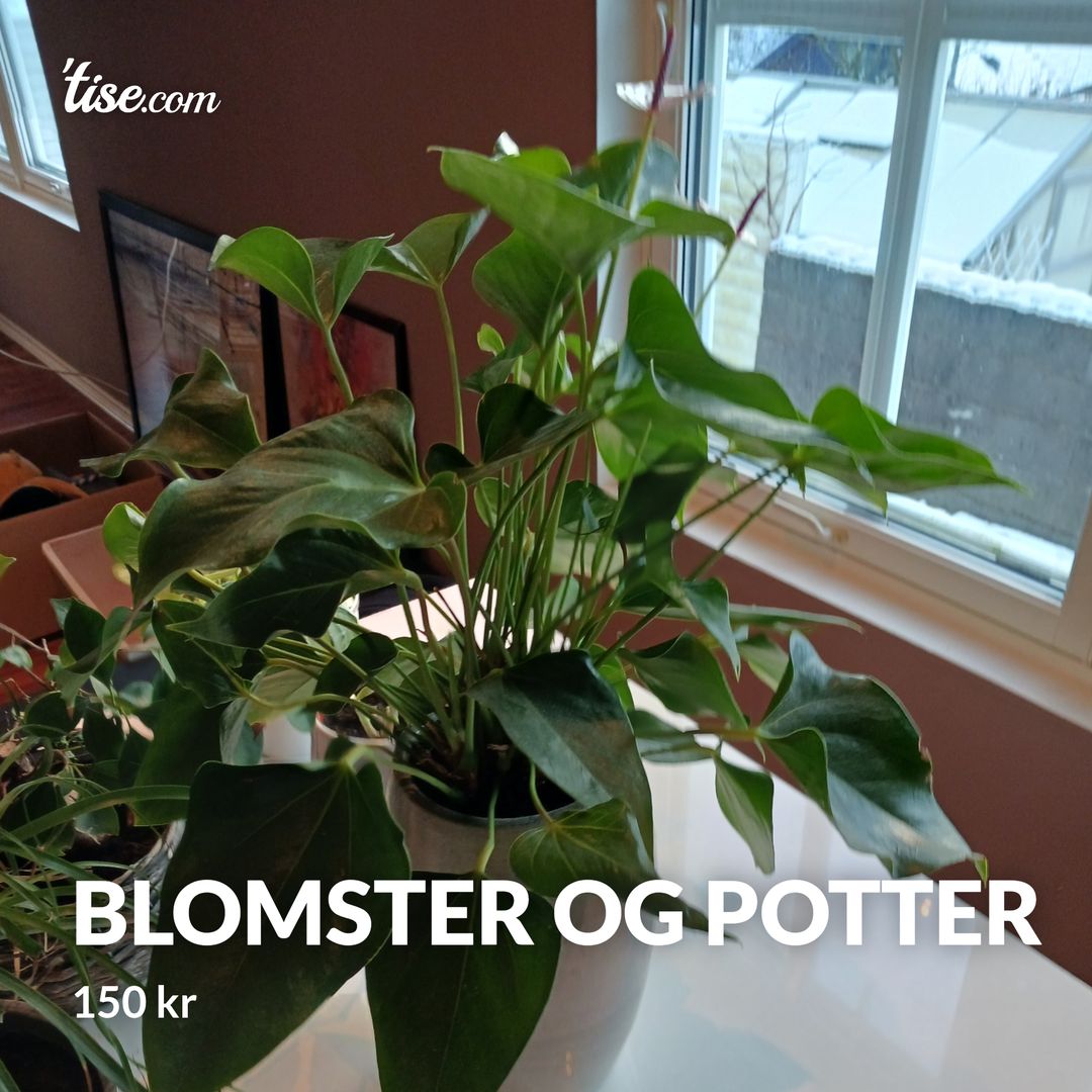 Blomster og potter