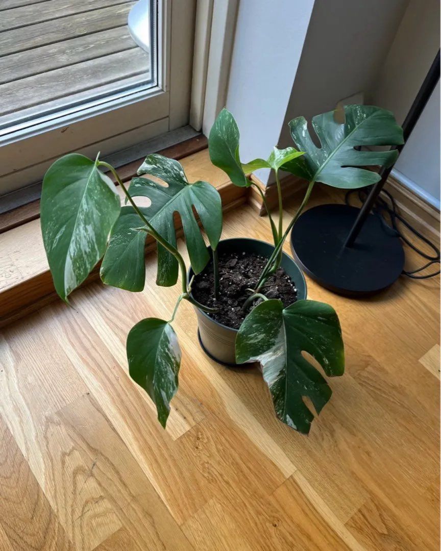 Monstera variegata