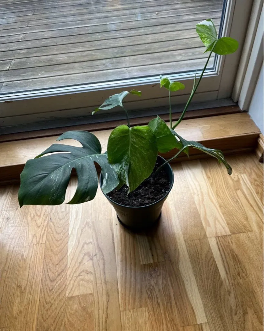 Monstera variegata