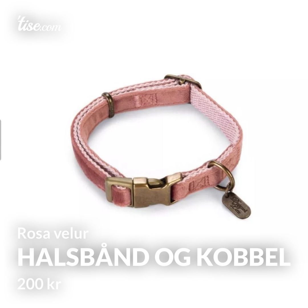 Halsbånd og kobbel