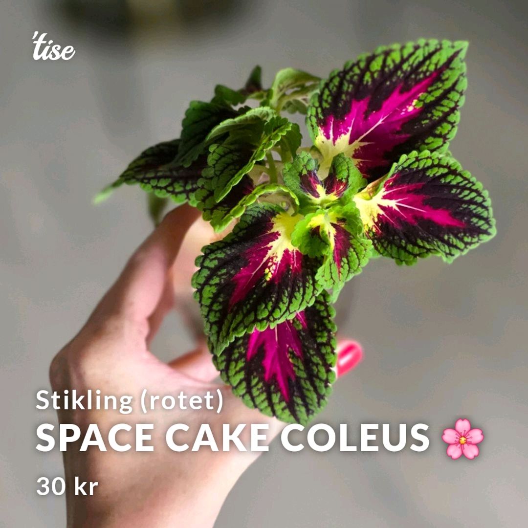 Space Cake Coleus 🌸