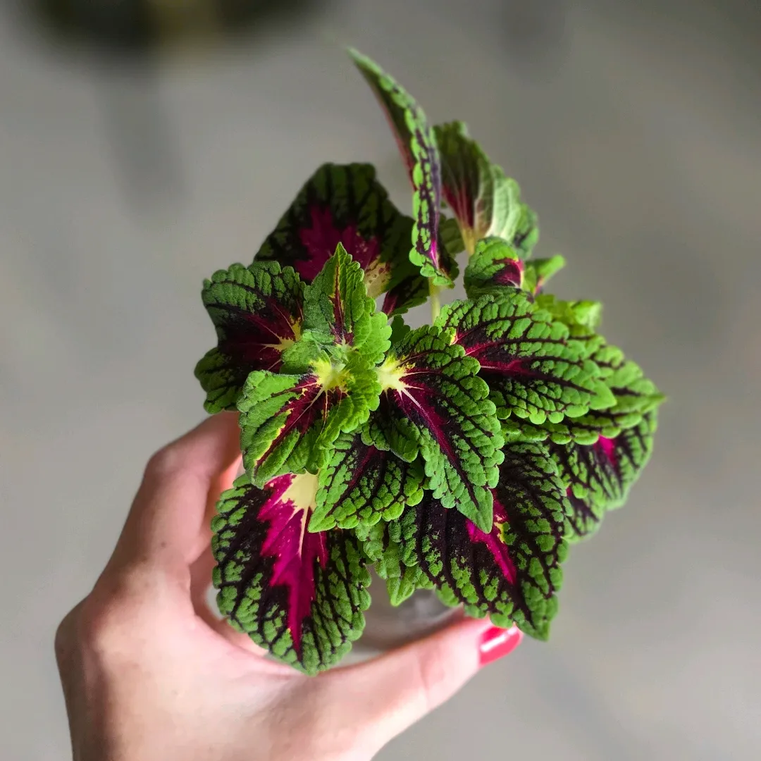 Space Cake Coleus 🌸