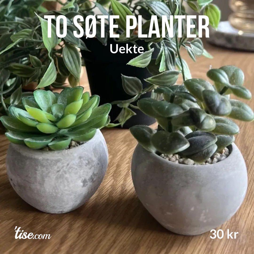 To søte planter