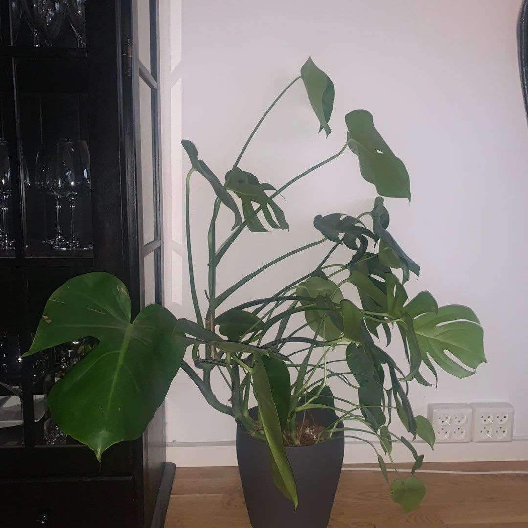 Monstera