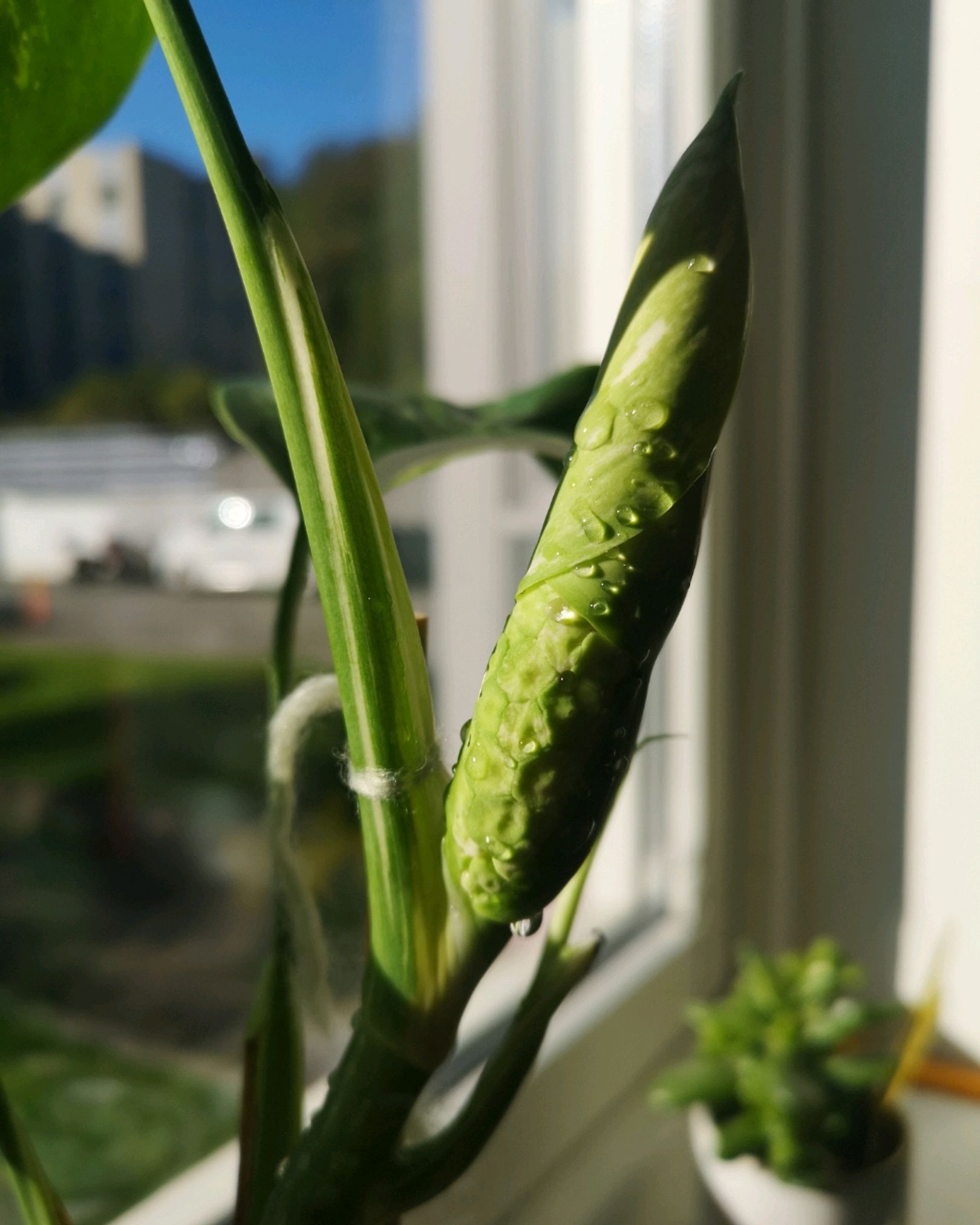 Monstera Variegata