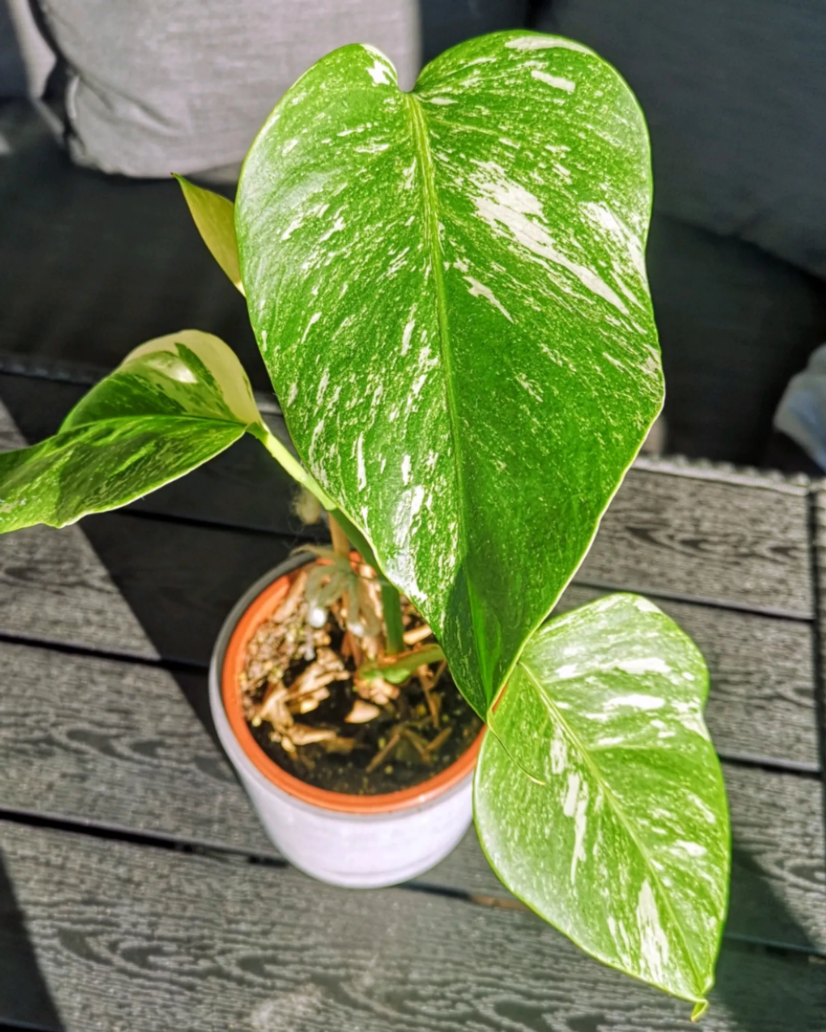 Monstera Variegata