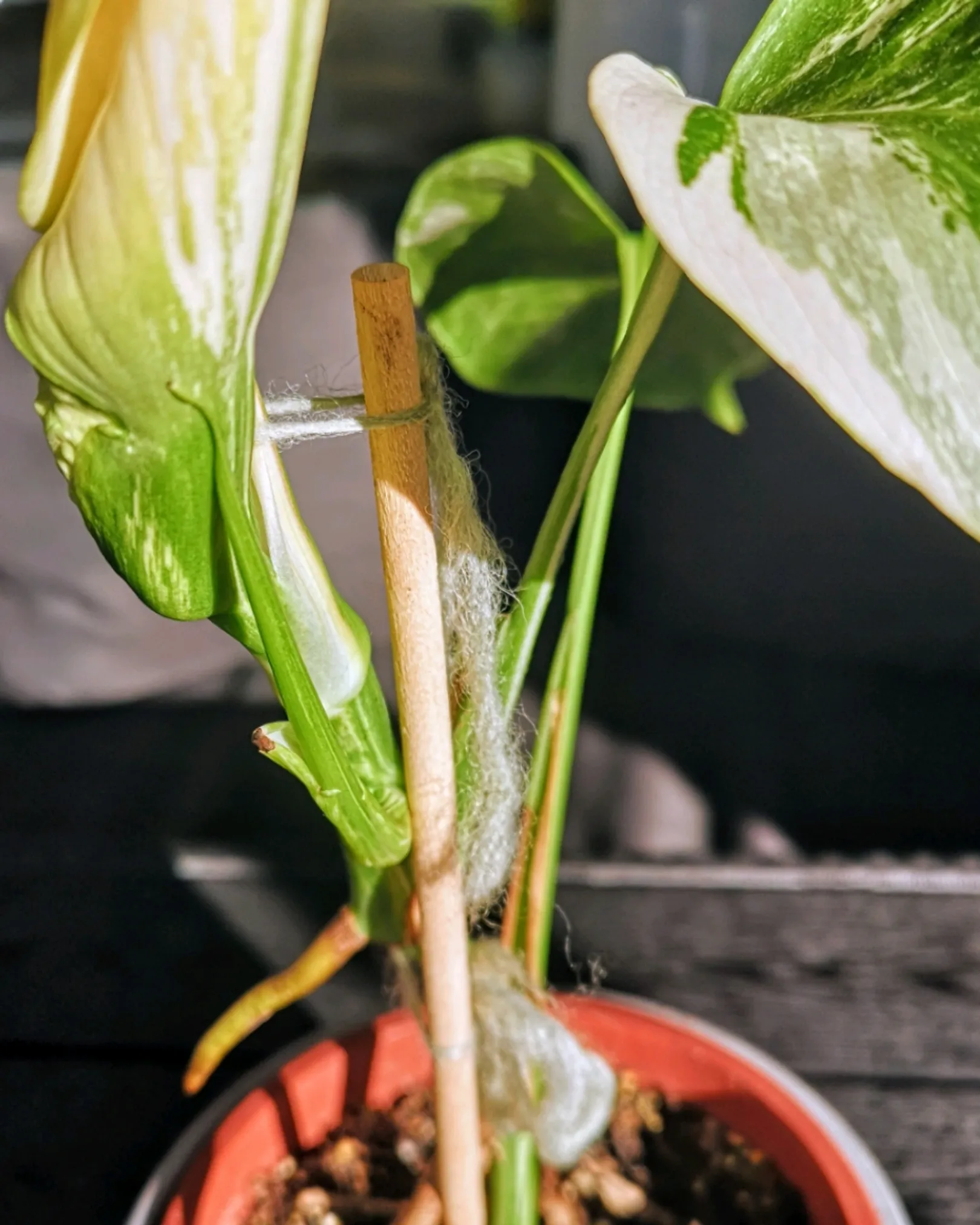 Monstera Variegata