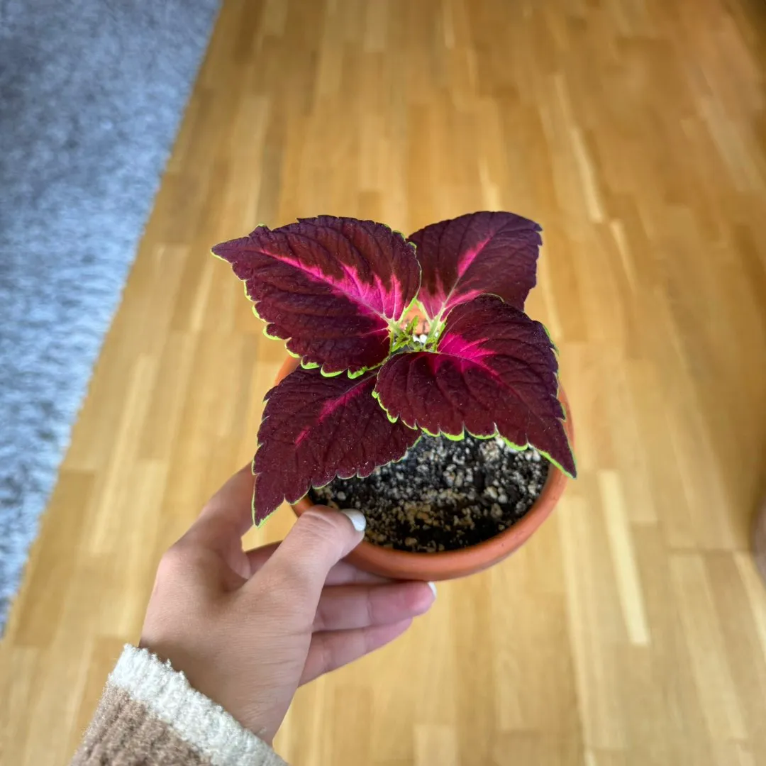 Coleus - stiklinger