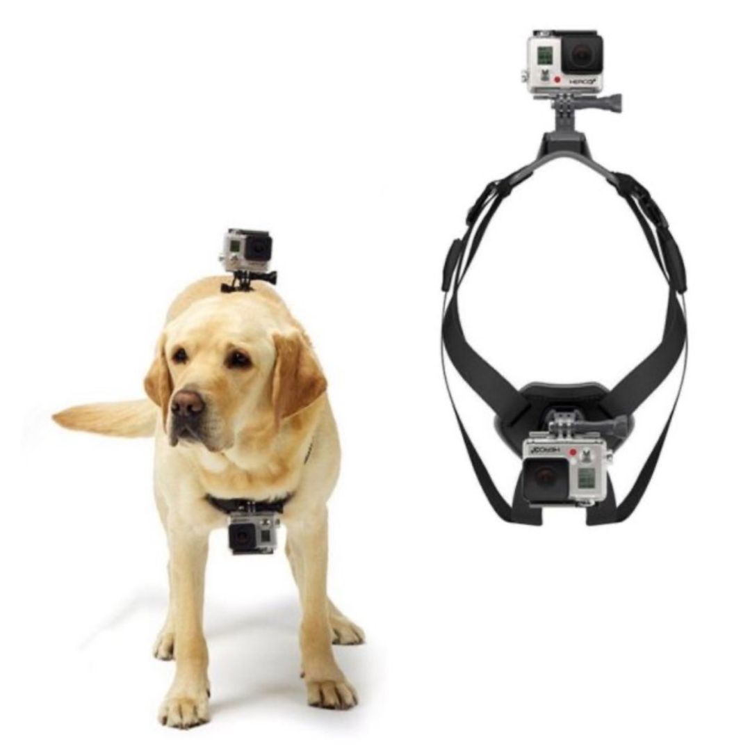 Gopro feste hund