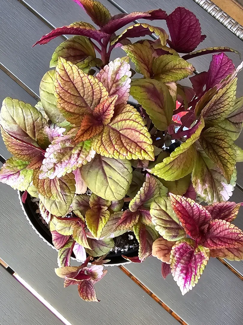 Idun Coleus 🌸