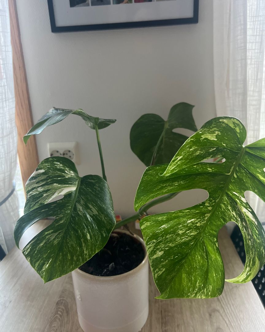 Monstera variegata