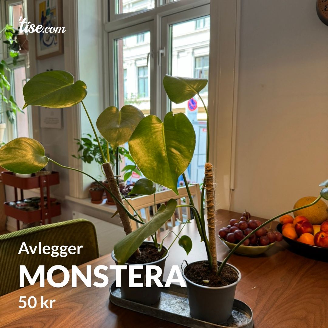 Monstera