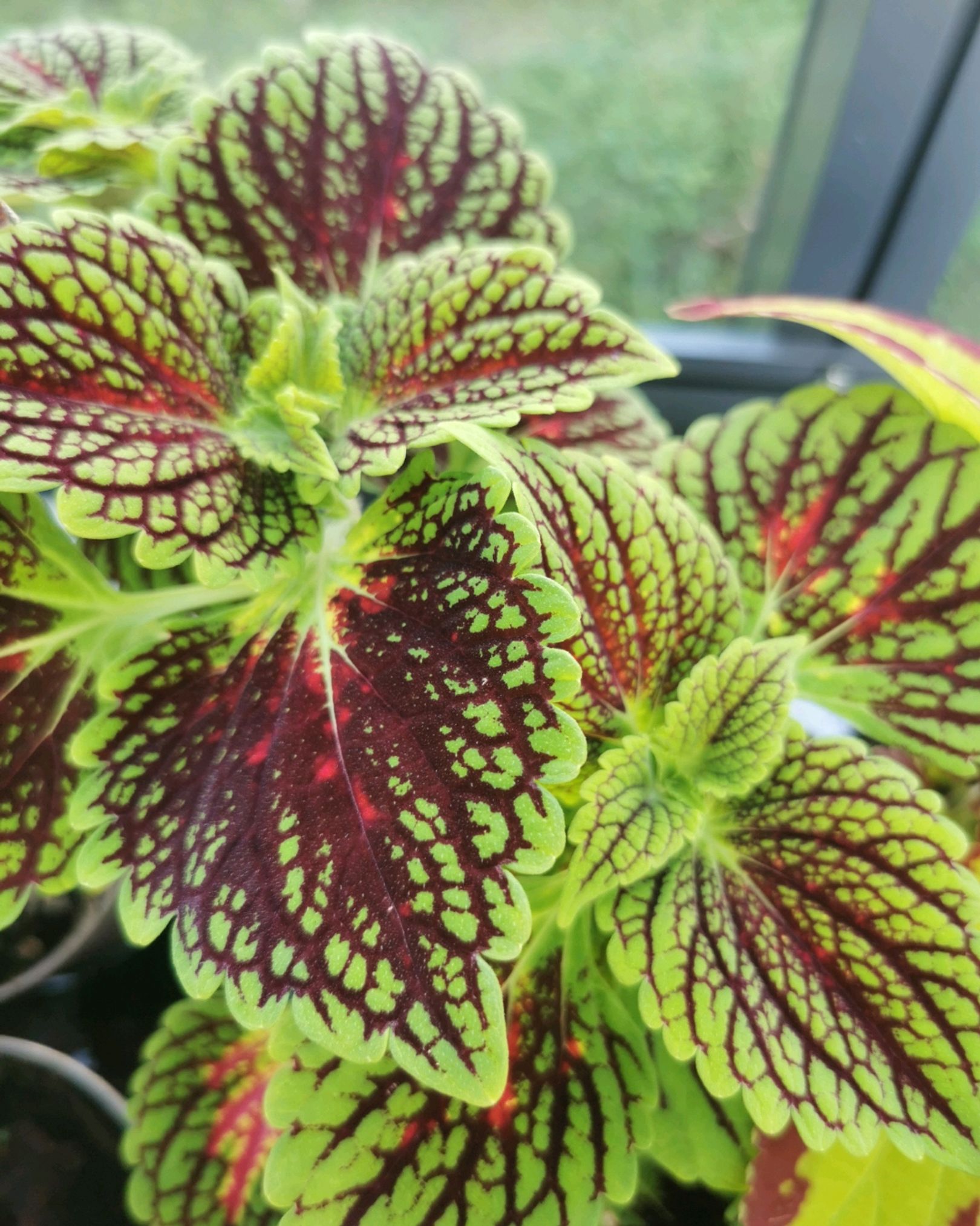 Coleus