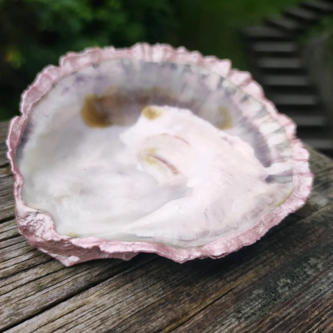 Oyster Shell