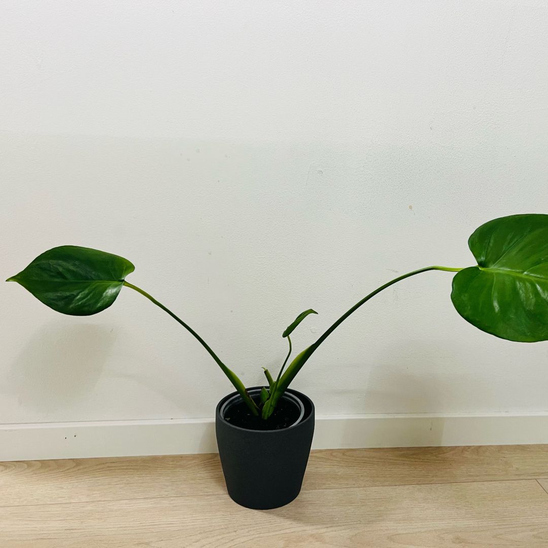 Monstera Deliciosa