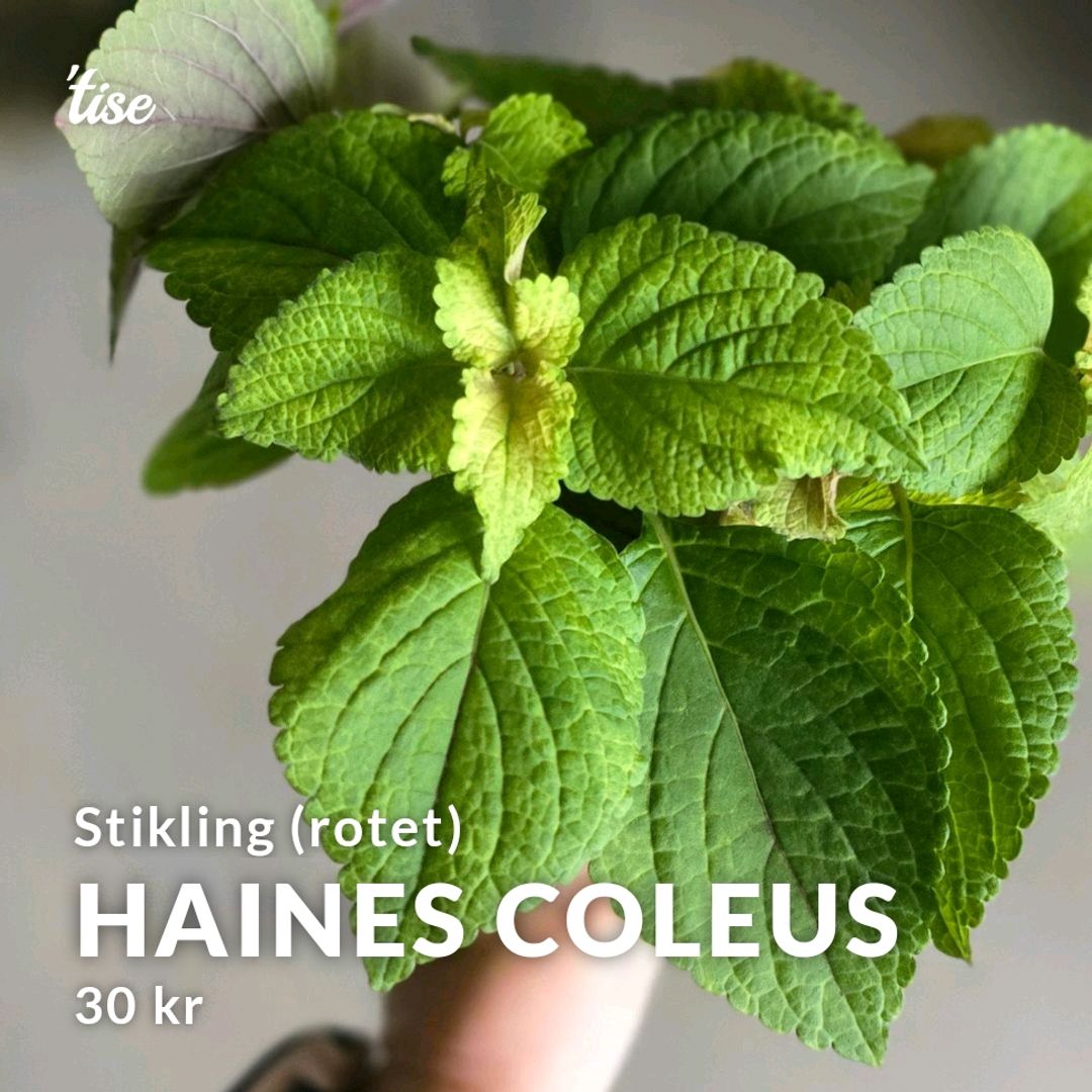 Haines Coleus