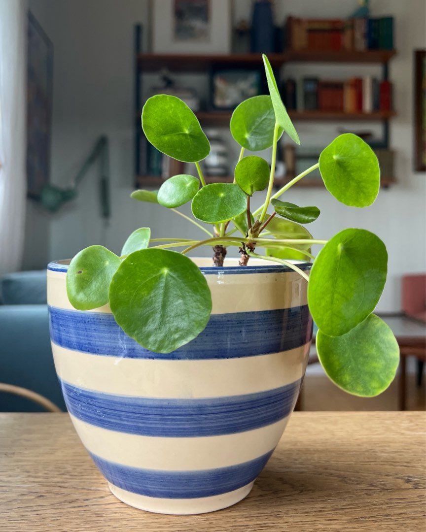 Potte med pilea