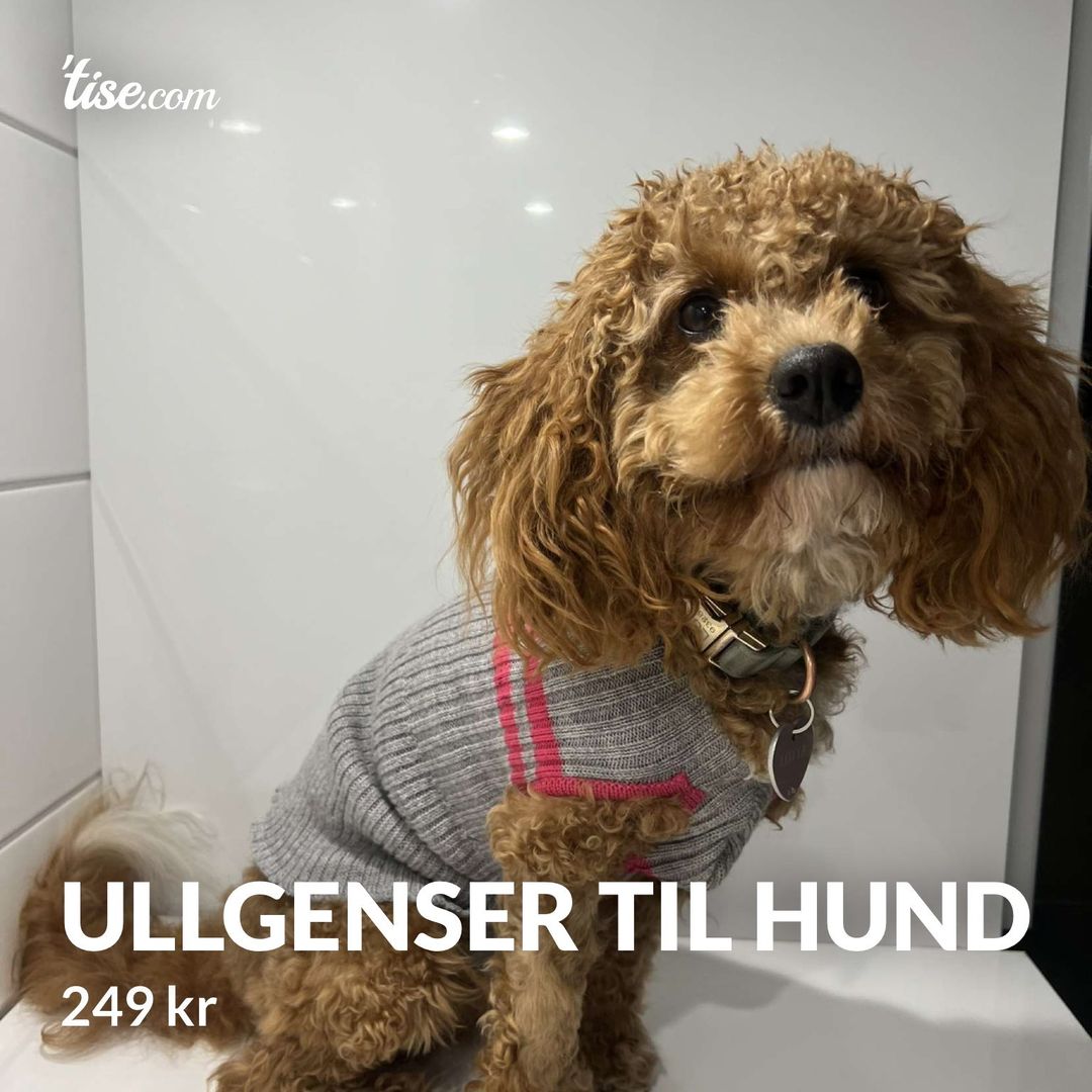 Ullgenser til hund