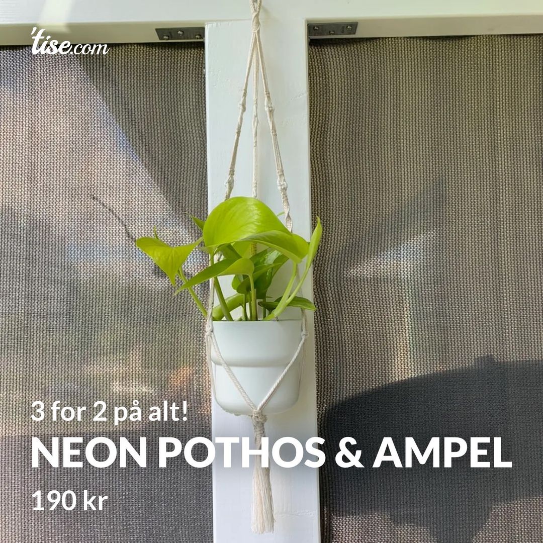 Neon Pothos  Ampel