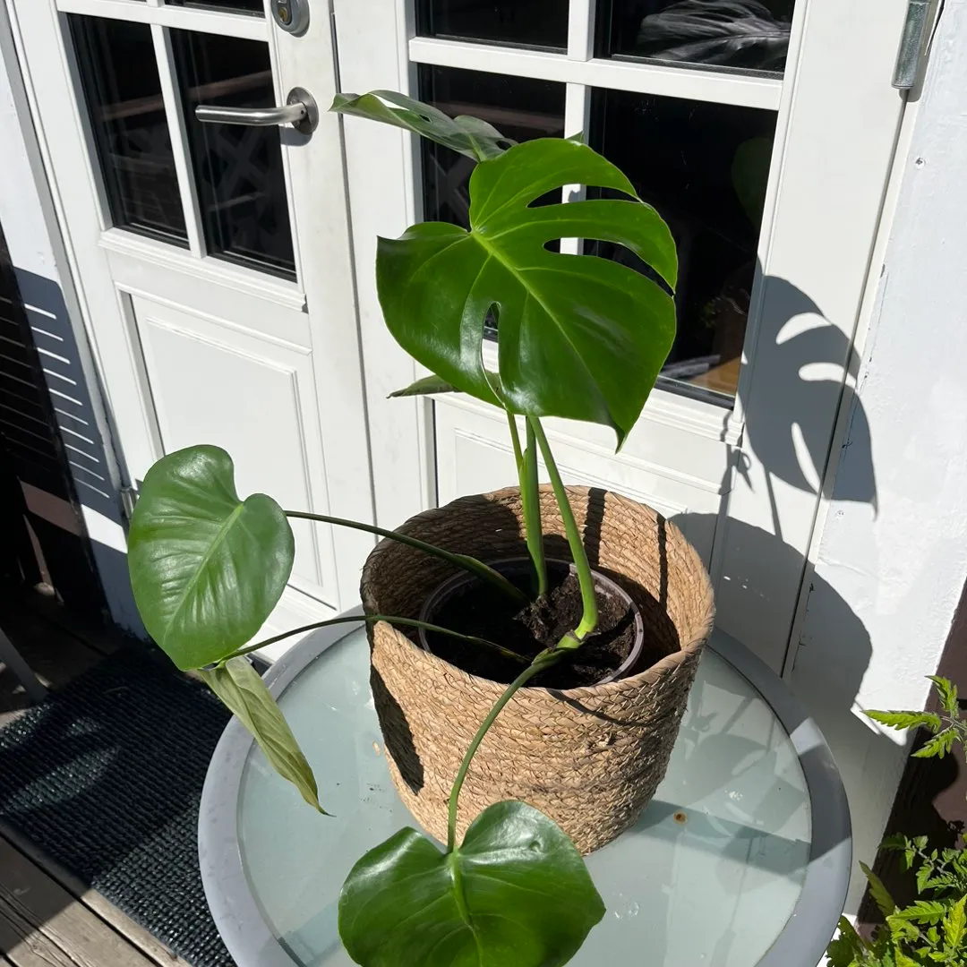 Monstera Deliciosa