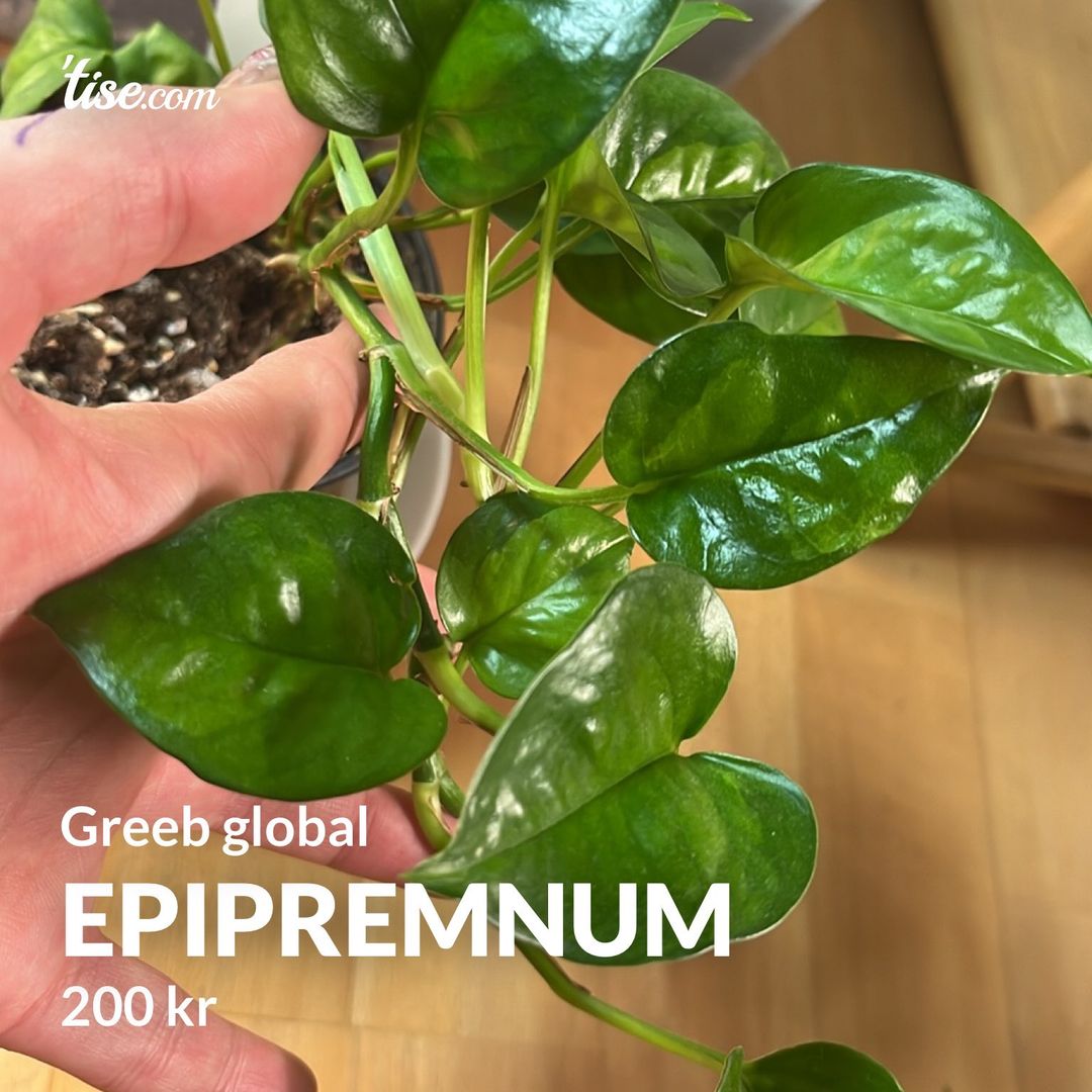 Epipremnum