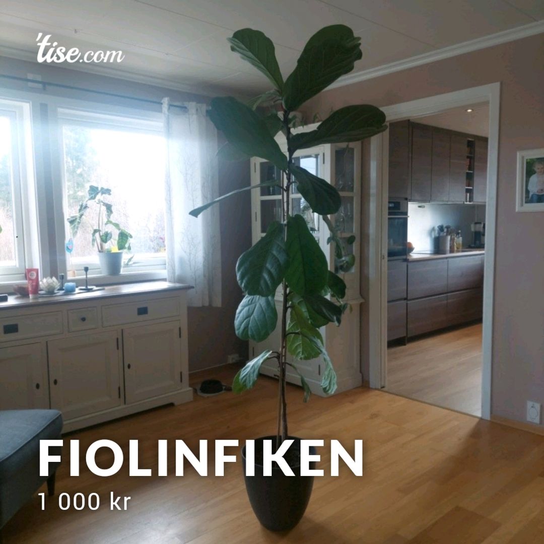 Fiolinfiken