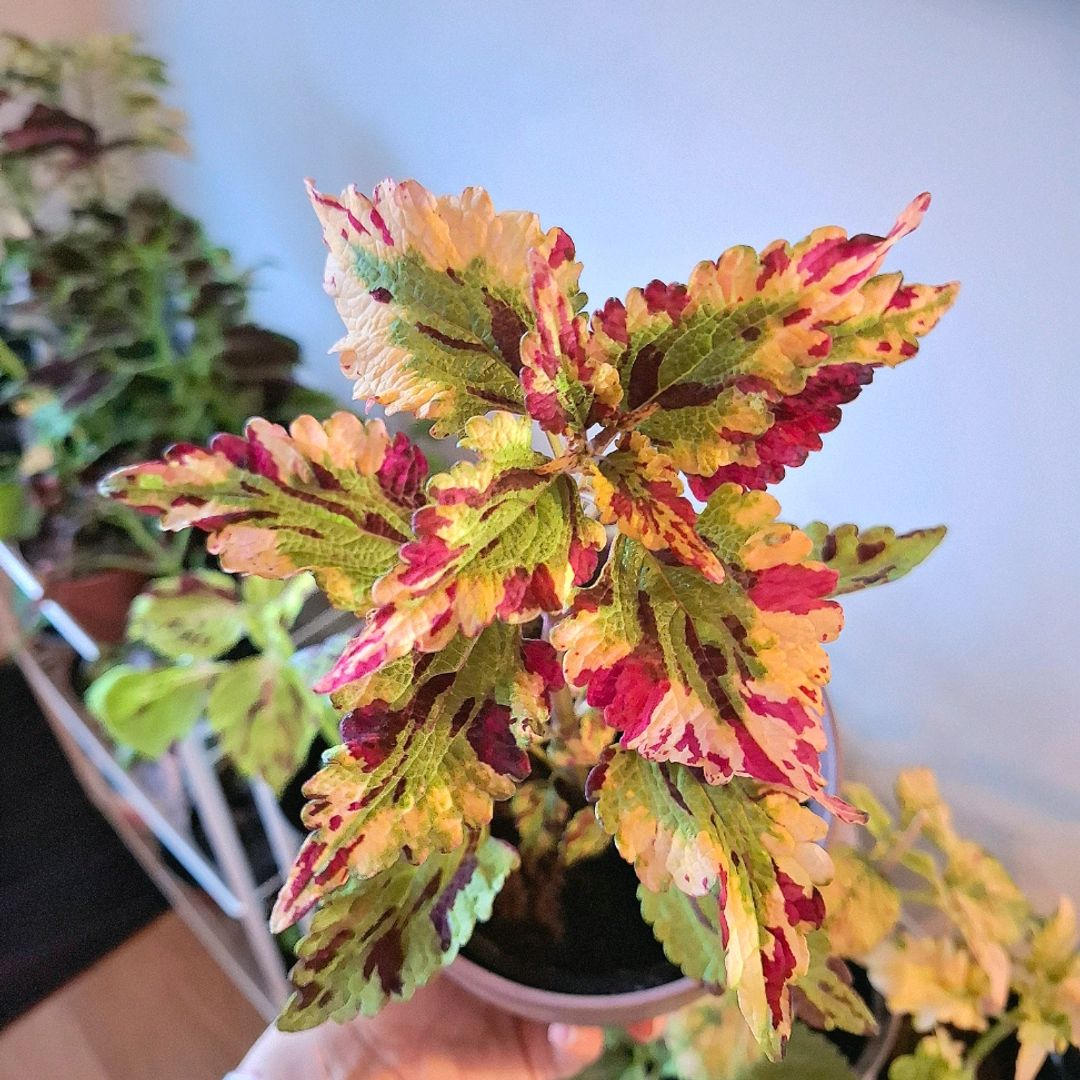 Coleus