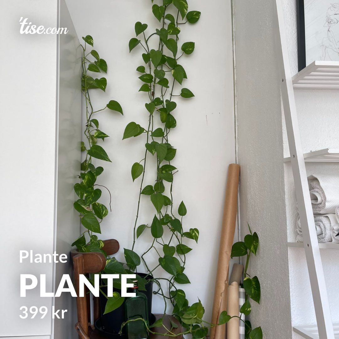 Plante