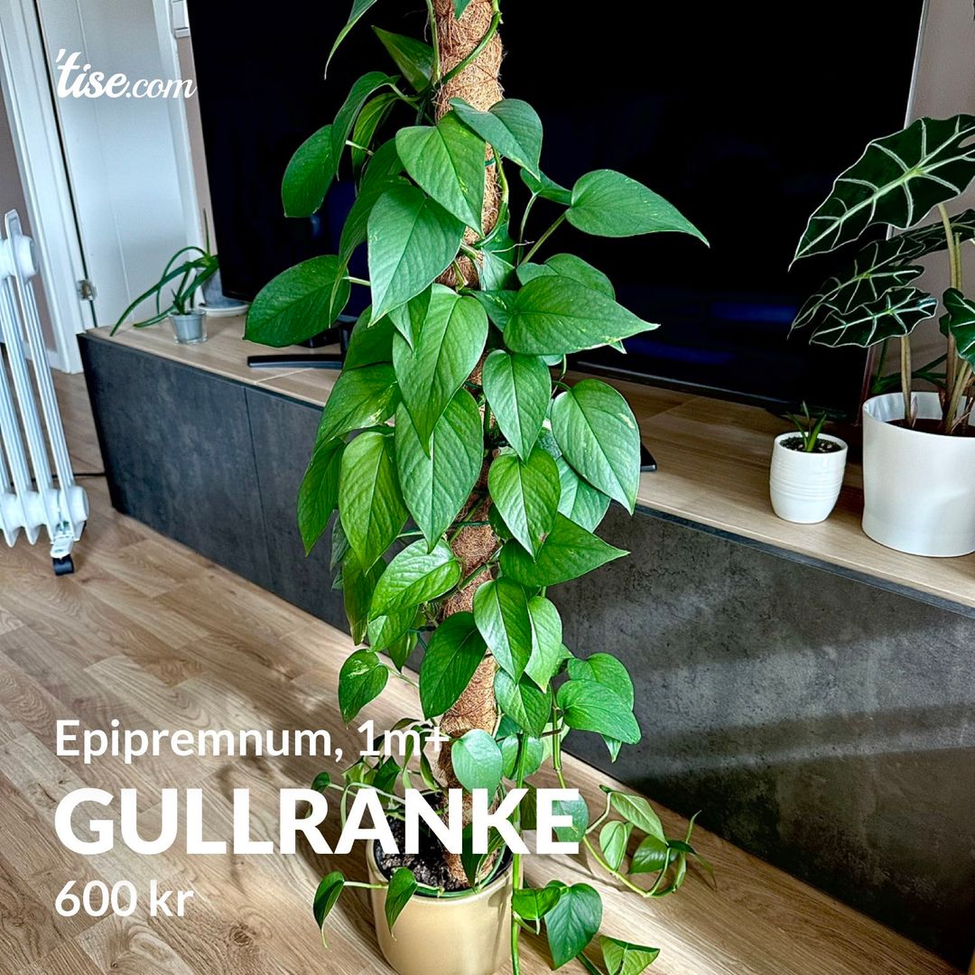 Gullranke