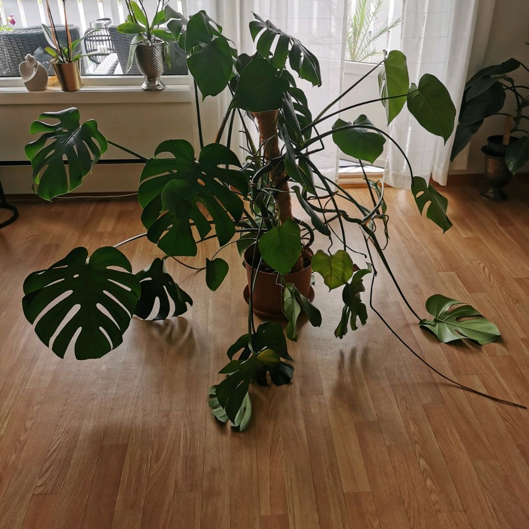 Monstera Plante