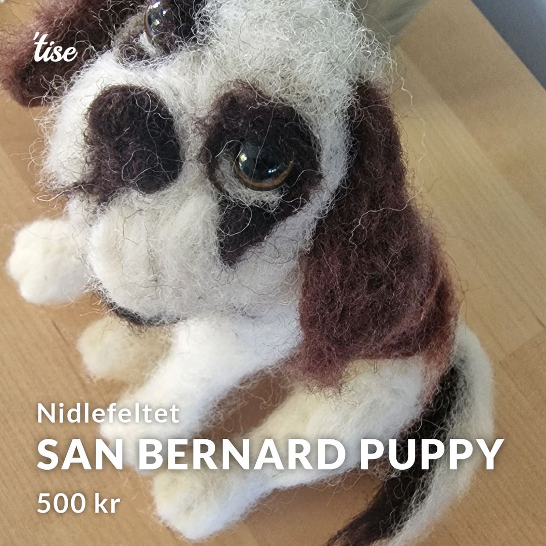 San Bernard Puppy