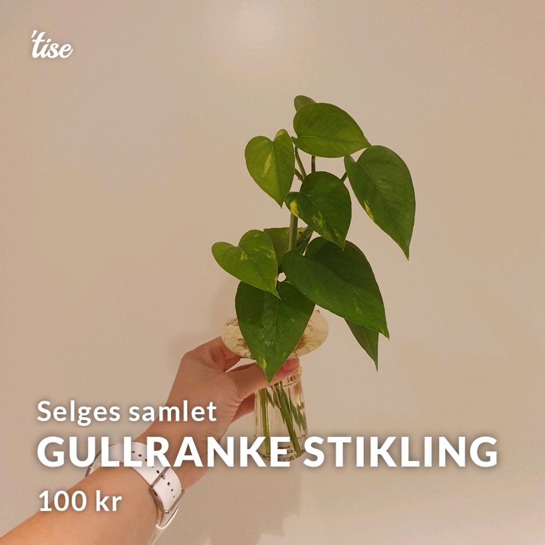 Gullranke stikling