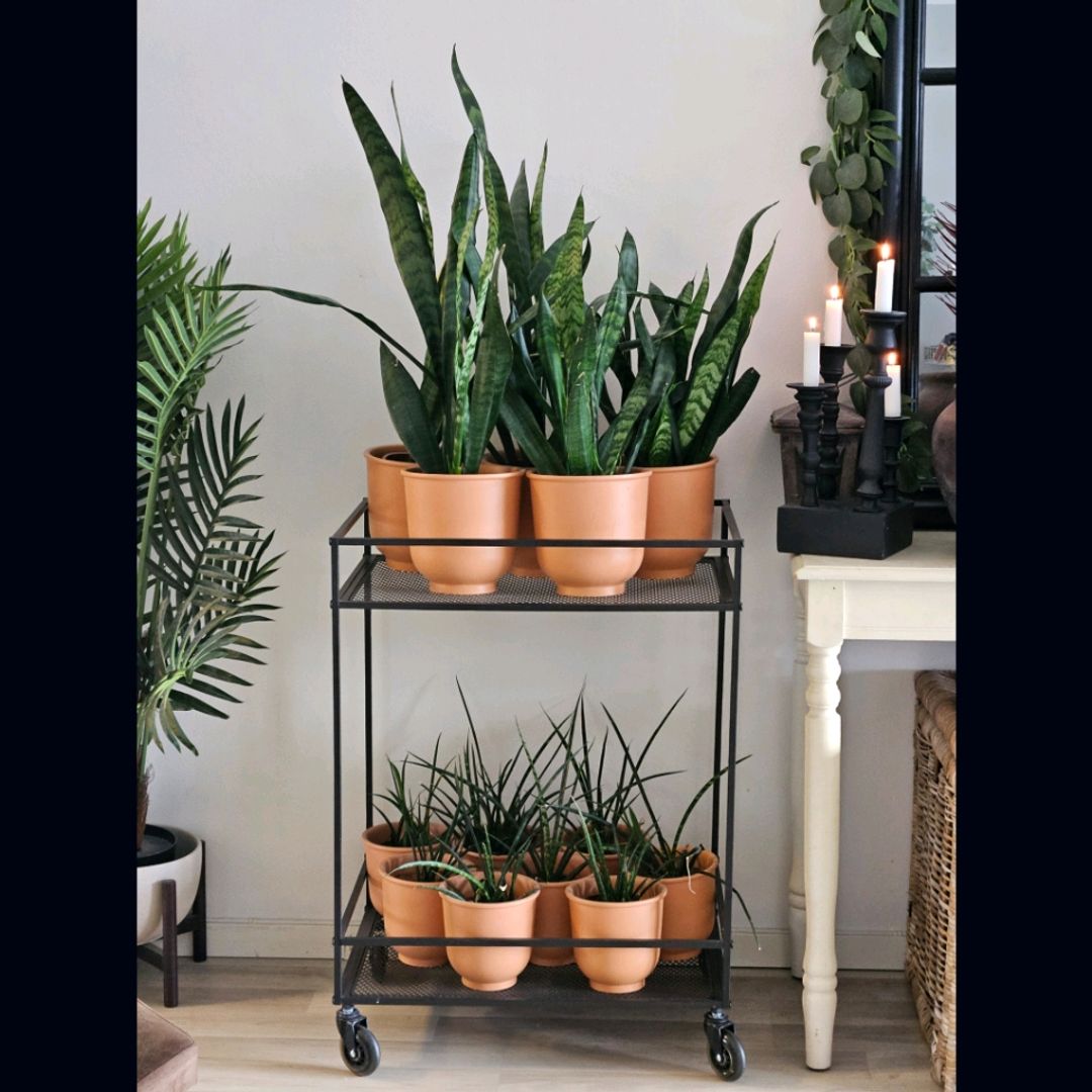 Sansevieria planter